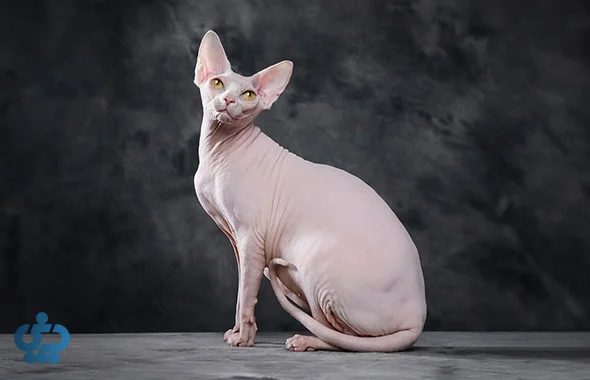 گربه اسفینکس (Sphynx)