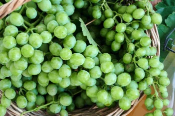 قوره یا غوره چیست؟ فواید، کاربردها، مضرات و راهنمای کامل این چاشنی