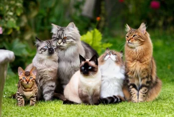 آشنایی کامل با انواع نژاد گربه: ویژگی‌ها و روش‌های نگهداری