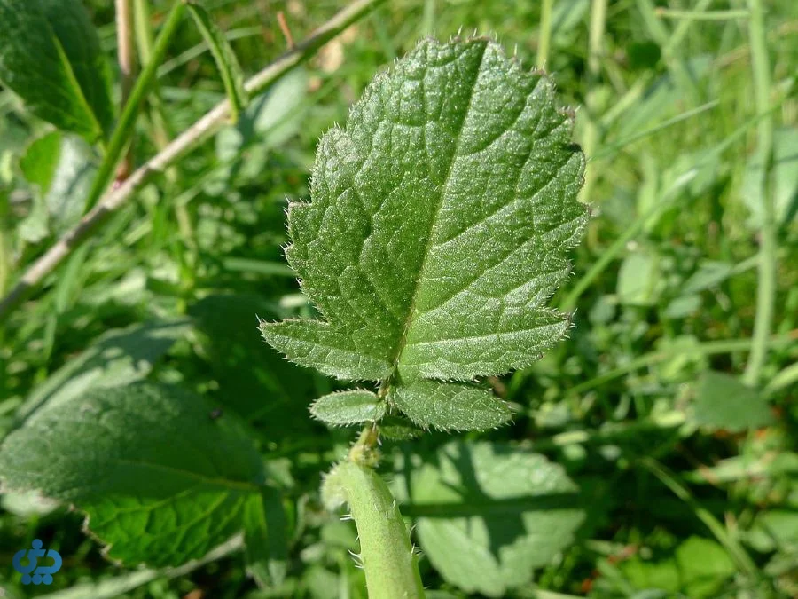 ترب کوهی (Wild Radish)