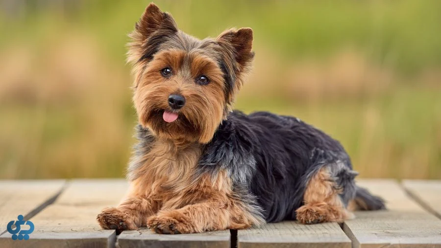یورکشایر تریر (Yorkshire Terrier)