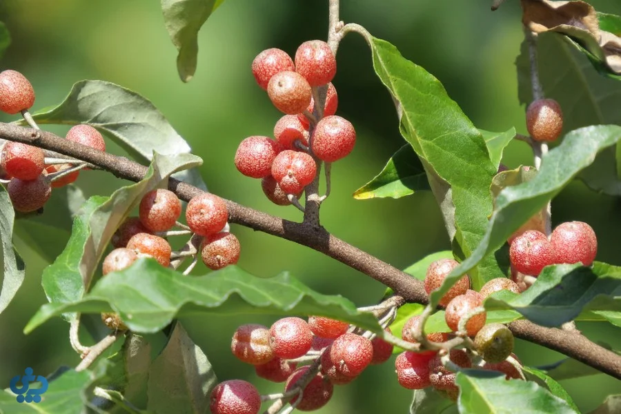 طبع سیلور بری چیست