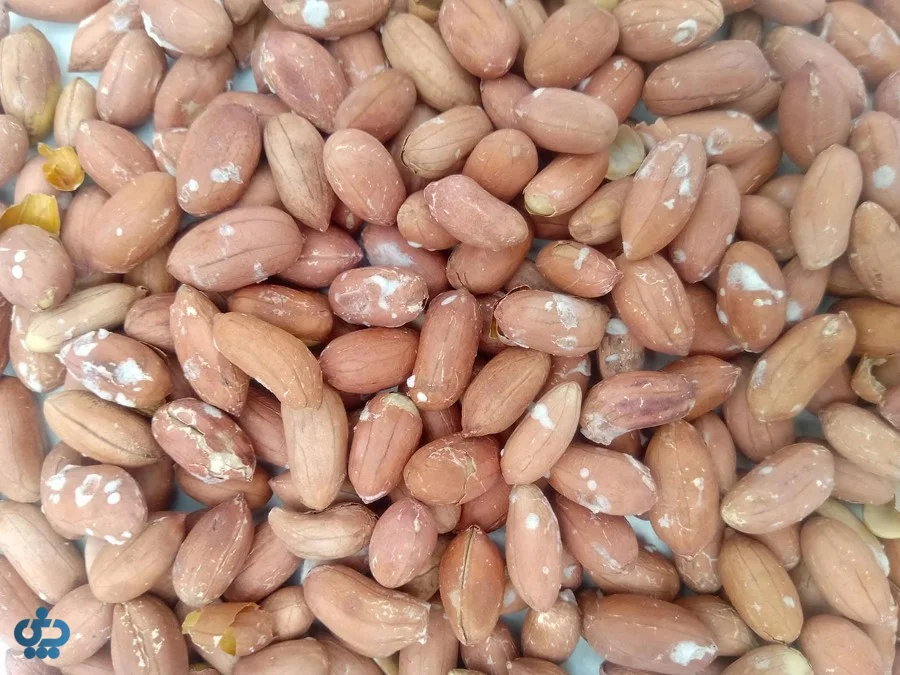 انواع بادام زمینی در ایران