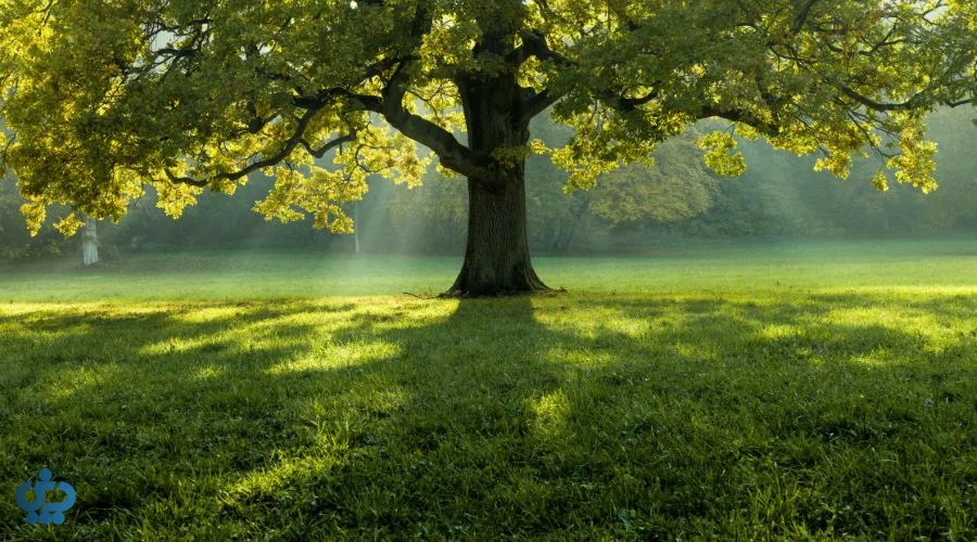 درختان و جذب کربن