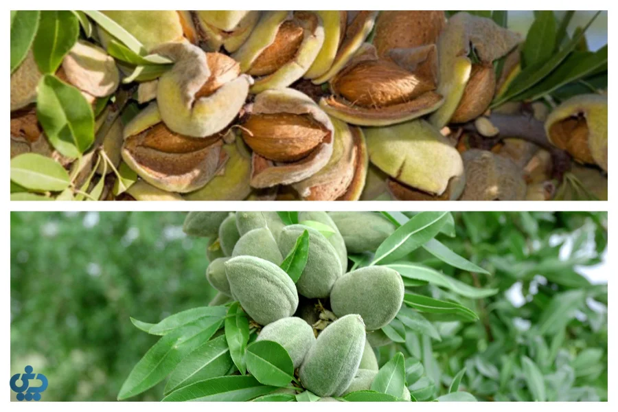 انواع بادام درختی ایرانی