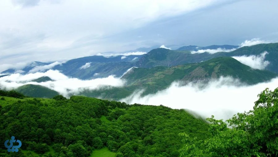 درختان و اقتصاد