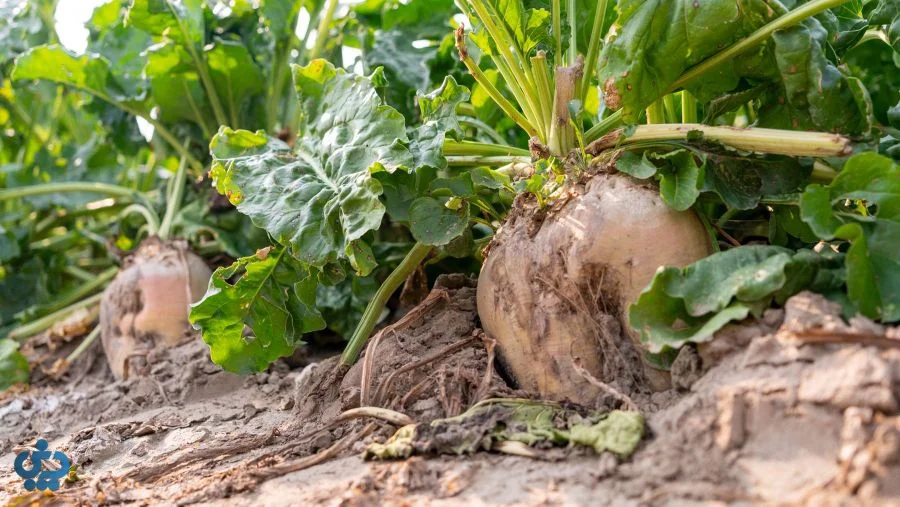 خواص چقندر قند