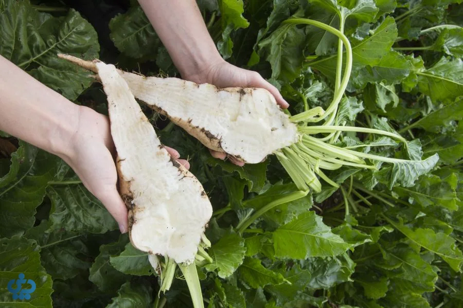 تصویر داخل چقندر قند