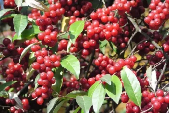 خواص و مضرات سیلور بری (انگور ژاپنی)؛ بمب آنتی‌اکسیدان ناشناخته