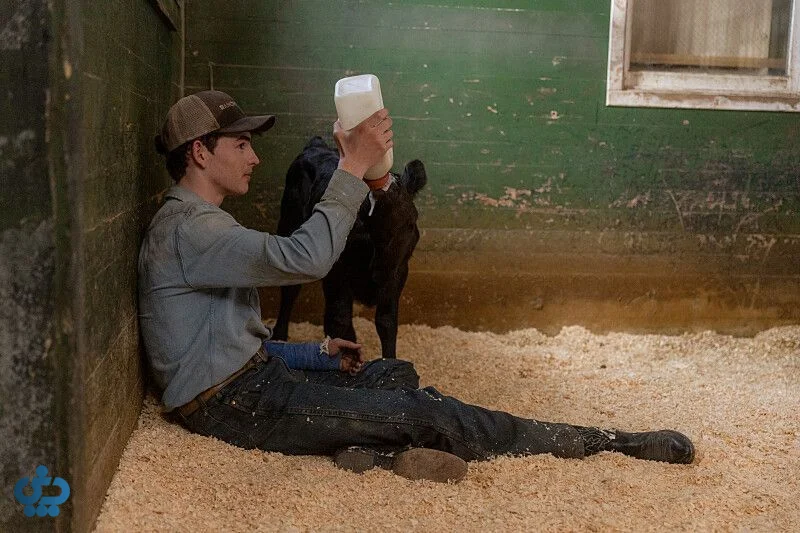 سریال Yellowstone