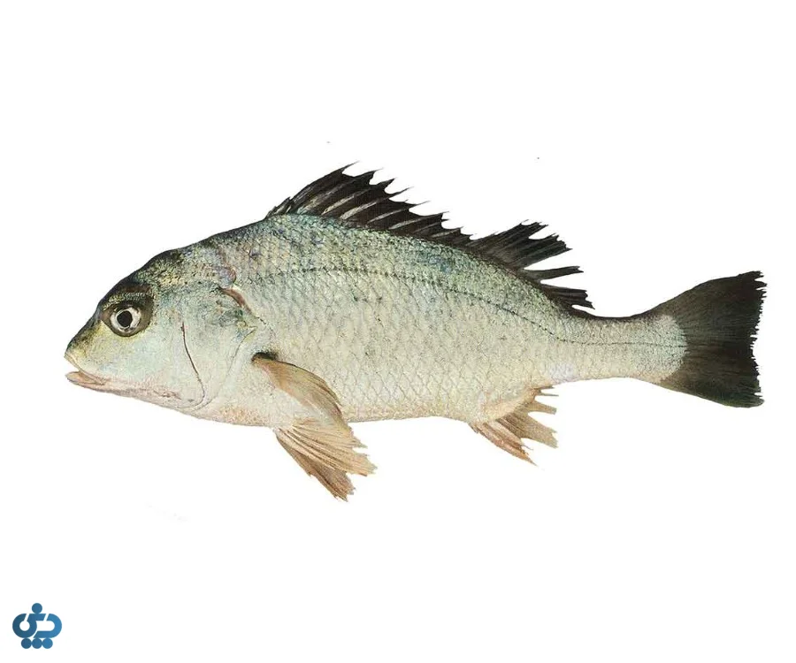 انتخاب ماهی مناسب قلیه ماهی