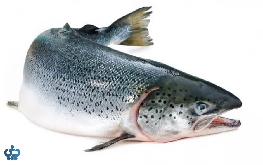 ماهی قزل‌آلا