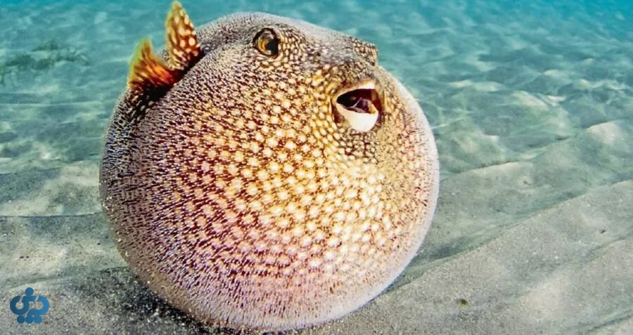 ماهی بادکنکی