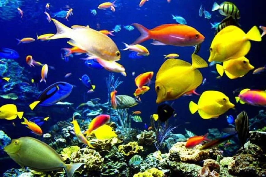 انواع ماهی در دنیا؛ معرفی ۲۰ گونه معروف ماهی (از خوراکی تا زینتی)