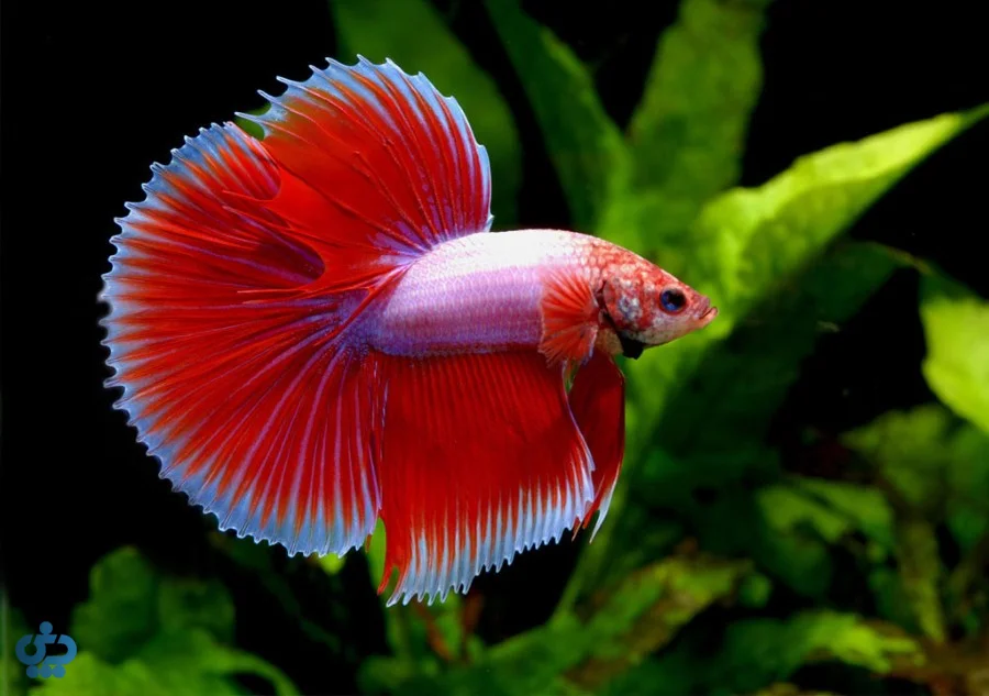 ماهی فایتر یا بتا