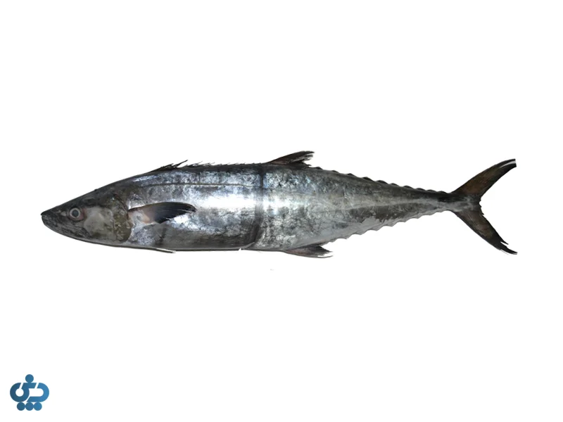 انتخاب ماهی مناسب قلیه ماهی