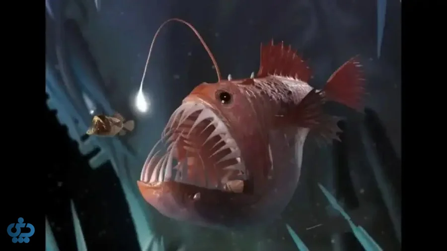 قلابچه‌ماهی