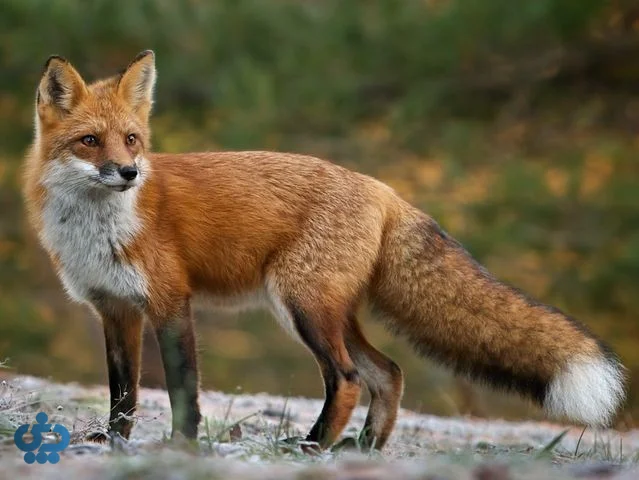 تفاوت ظاهری بین روباه و شغال