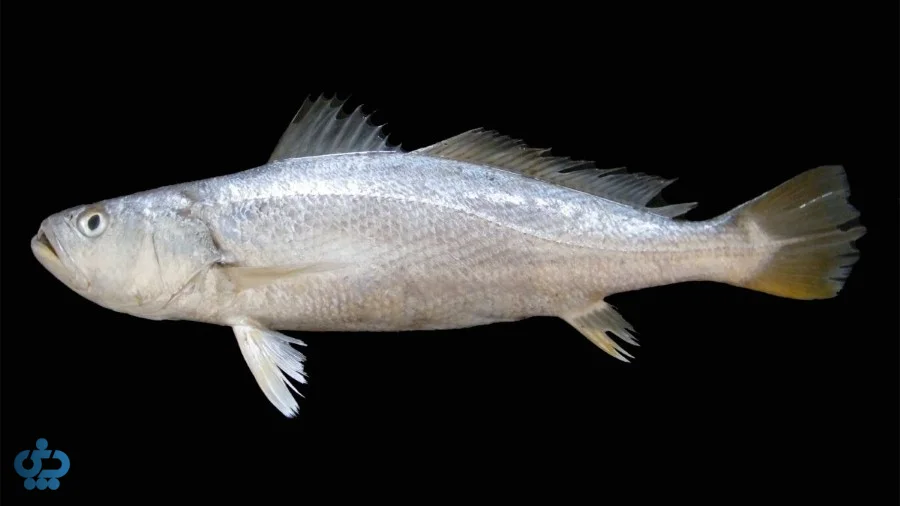 انتخاب ماهی مناسب قلیه ماهی