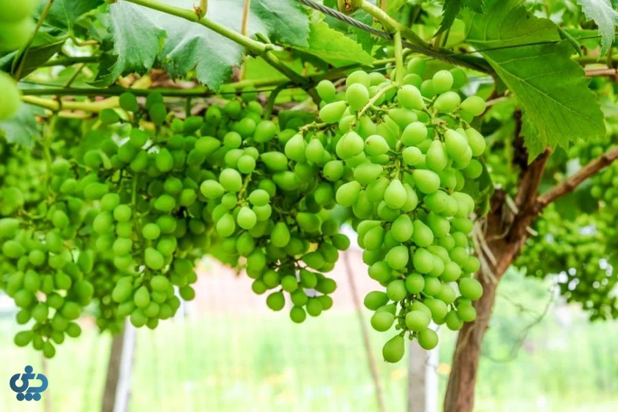 قوره یا غوره چیست