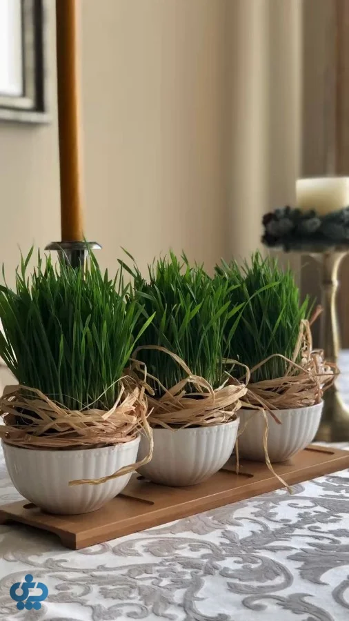 نکات طلایی برای ماندگاری سبزه تا سیزده‌بدر