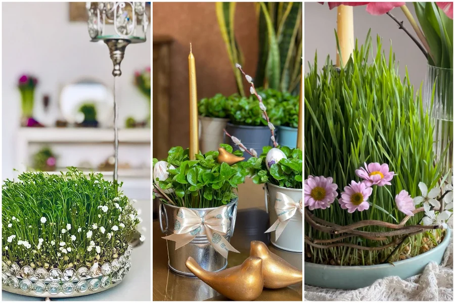 کاشت سبزه عید نوروز؛ آموزش ۱۵ مدل سبزه هفت‌سین از گندم تا هسته مرکبات + ترفندهای حرفه‌ای