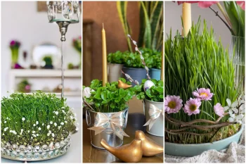 کاشت سبزه عید نوروز؛ آموزش ۱۵ مدل سبزه هفت‌سین از گندم تا هسته مرکبات + ترفندهای حرفه‌ای