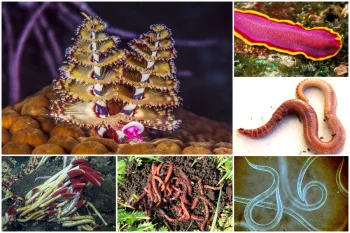 انواع کرم در