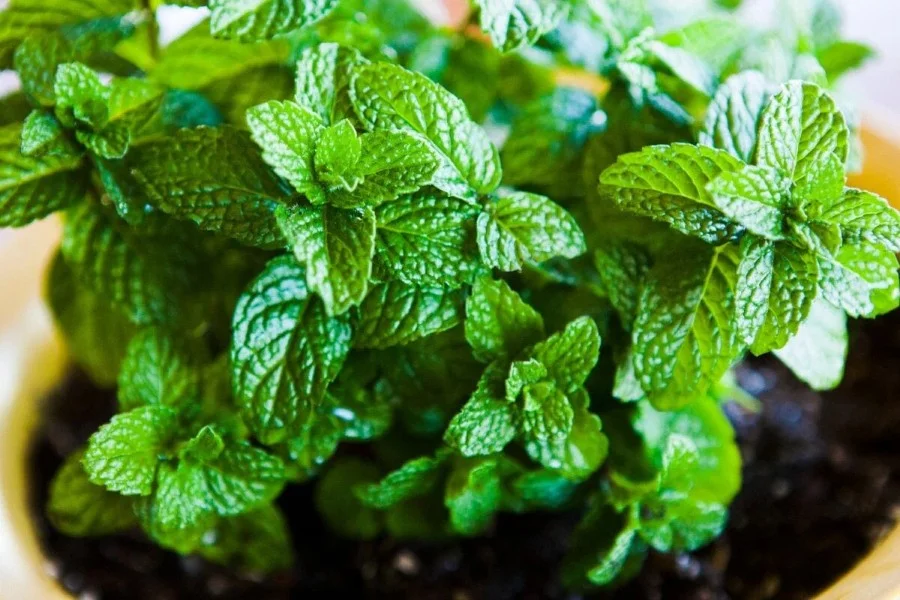 خواص نعنا و کاربردهای آن در طب سنتی