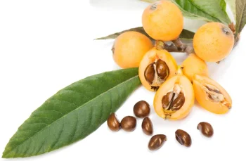 انبوه یا ازگیل ژاپنی؛ میوه‌ای شگفت‌انگیز با خواص درمانی و ارزش غذایی بالا