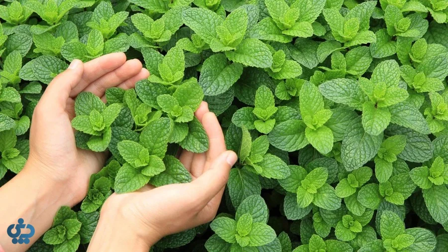 نعناع فلفلی (Peppermint – نعناع تند و خنک)