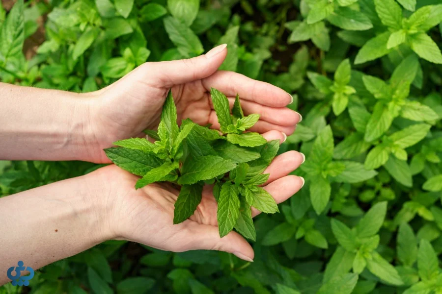 نعناع سبز (Spearmint – نعناع رایج ایرانی)