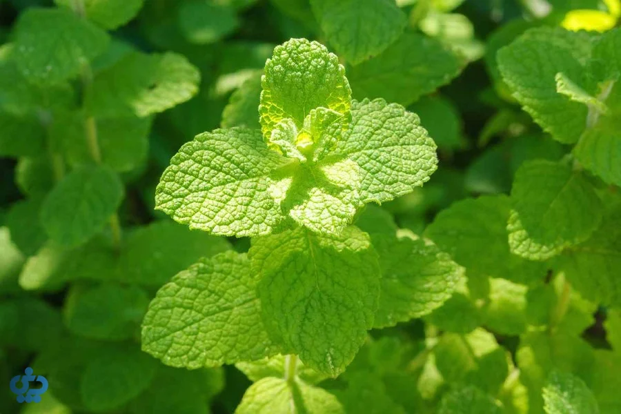 نعناع سیبی (Apple Mint – نعناع خوش‌عطر)