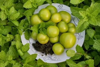 خواص آلوچه یا