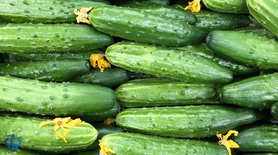 خیار بوتهای یا رسمی