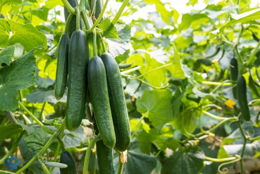 خیار گلخانهای یا درختی