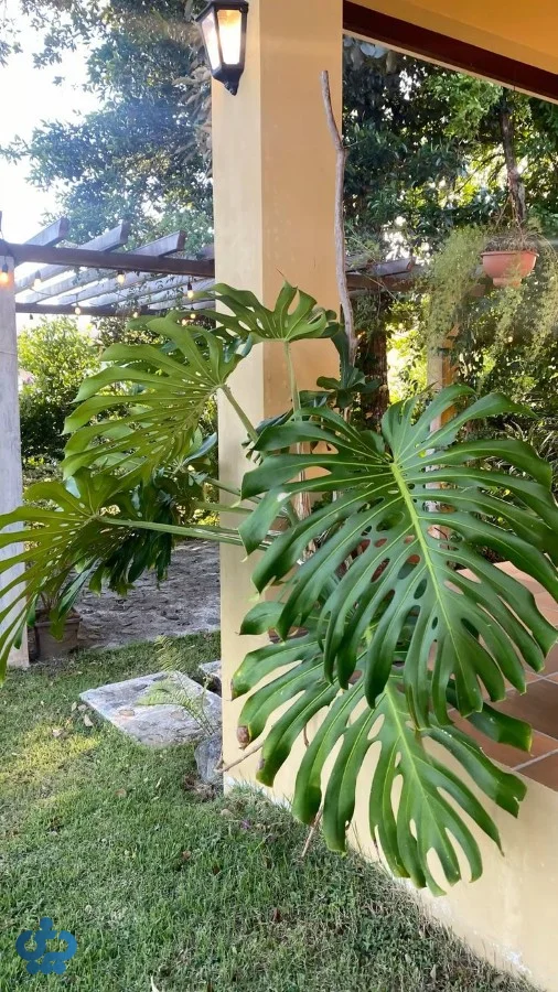 فرق مانسترا کینگ با گونه بورسجیانا (Borsigiana)