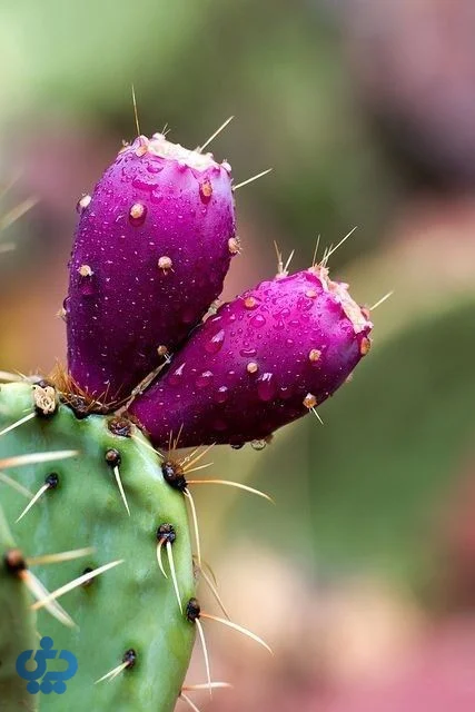 کاکتوس اپونتیا (Opuntia)