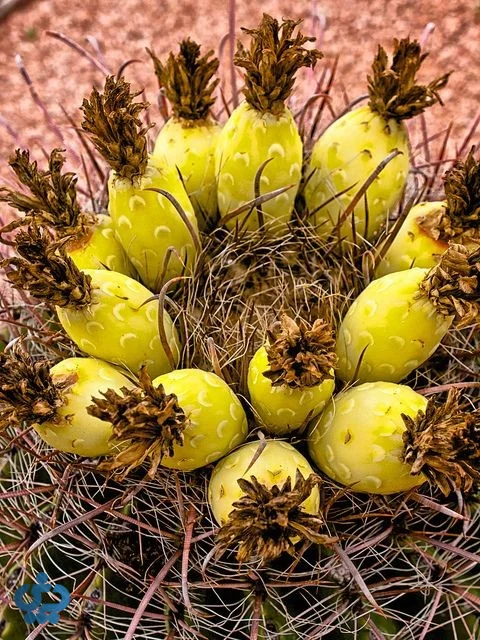کاکتوس فروکاکتوس (Ferocactus)