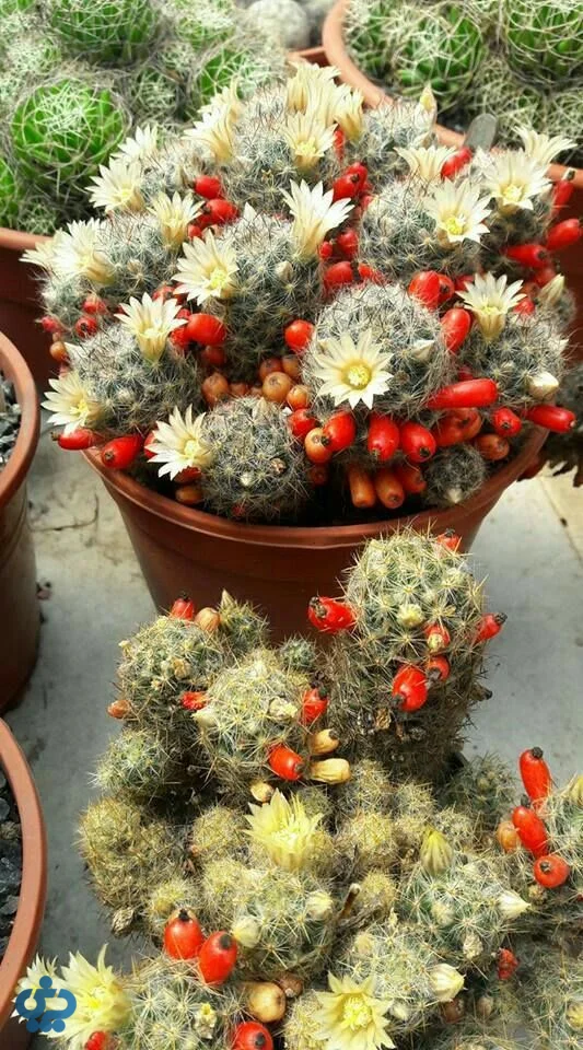 کاکتوس مامیلاریا (Mammillaria)