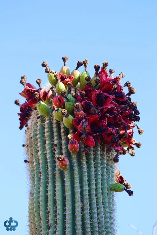 کاکتوس ساگوارو (Saguaro)