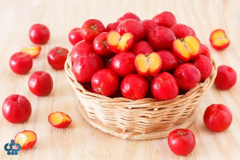 میوه‌های قرمز آسرولا معروف به گیلاس باربادوس
