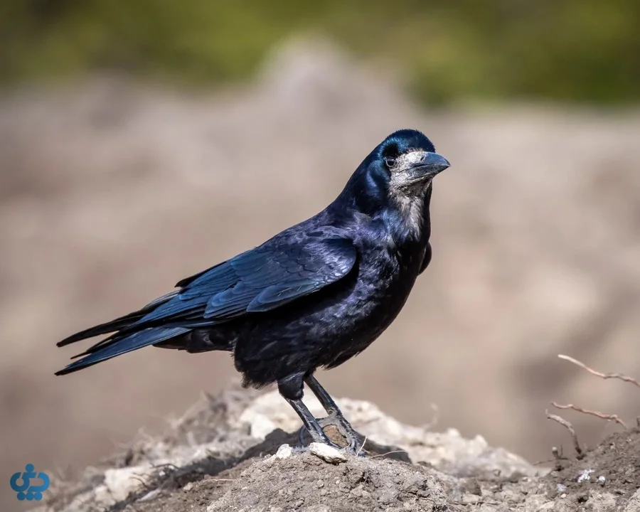 کلاغ سیاه‌رخ یا Rook